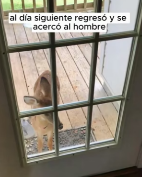 R1004007 young deer accidentally fell into water was quickly rescued (Part 2)