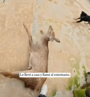 R1004010 He was hit thrown into air by an oncoming car (Part 2)