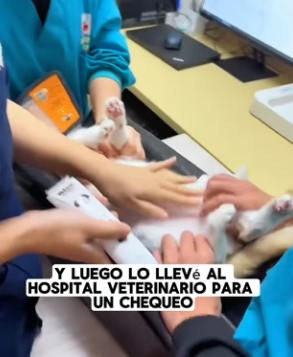 R1004005 One day, saw stray kitten being bullied by dog (Part 2)