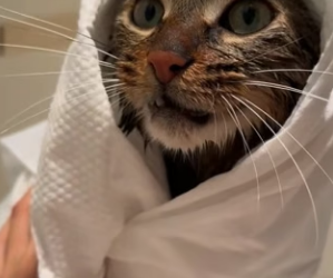R1004006 found kitten trapped in snow, shivering almost motionless (Part 2)