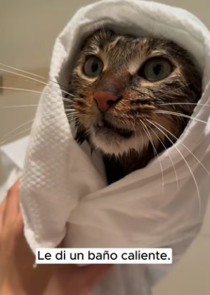 R1004006 found kitten trapped in snow, shivering almost motionless (Part 2)