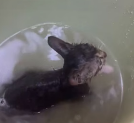 R1004003 kind hearted woman happened upon an abandoned kitten (Part 2)
