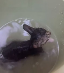 R1004003 kind hearted woman happened upon an abandoned kitten (Part 2)