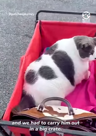 I1104006 She just knew poor cat deserved second chance (Part 2)