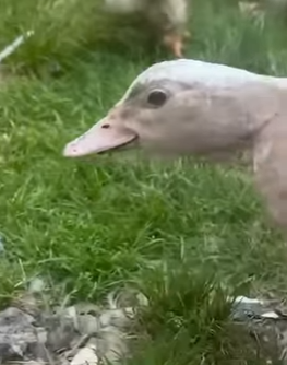 I1104004 Stephen Curry never made a shot as important as this life-save (Part 2)