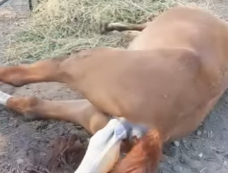 A0904001 mare, Dulcie, in front of me is giving birth (Part 2)