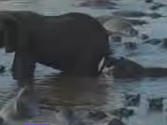 A0904006 An elephant crossed through territory of group of hippos (Part 2)