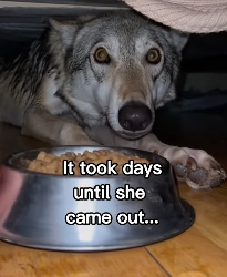 F2403005 Wolves are just giant dogs❤️ (Part 2)