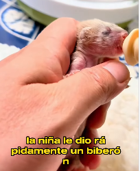 V1403002 She Thought It Was a Kitten… But What She Raised Will Shock You 😱❤️ (Part 2)