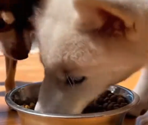 F2203007 My dog brought home a baby wolf … and raised him (Part 2)
