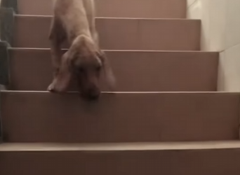 What happens to a stray dog after being rescued 🐶 (Part 2)
