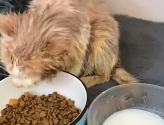 -30℃, a stray cat was frozen, Big changes after being rescued❤️ (Part 2)
