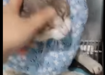 An injured stray cat’s transformation (Part 2)