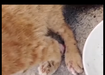 Even with severely deformed claws, this stray cat still trusts people (Part 2)