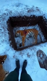 P0203010 Nurturing small life inherited parent tiger (Part 2)