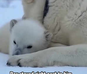 F1004001 my dog brought me baby polar bear what happened next shocked me (Part 2)