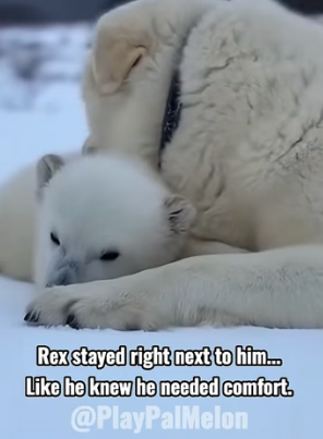 F1004001 my dog brought me baby polar bear what happened next shocked me (Part 2)
