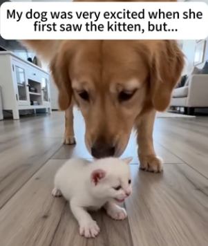 F1004004 raccoon brought kitten (Part 2)