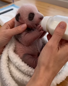 F1004003 To my surprise, mother wolf gave it to me (Part 2)