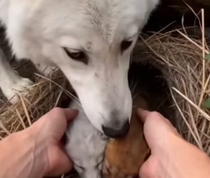F1004002 She joined our family her cubs (Part 2)