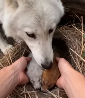 F1004002 She joined our family her cubs (Part 2)