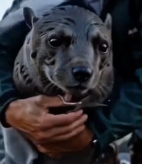 F1004009 Black Seal Who Came Home (Part 2)