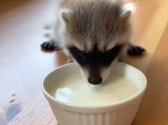 F1004008 meanest cow on my farm saved baby raccoon (Part 2)