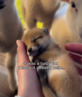 F1004005 My lambs found something on farm didn expect ending (Part 2)