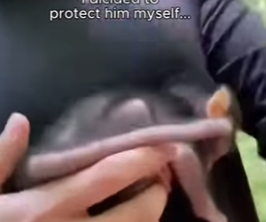 F1004006 saw mother monkey hurting her baby abd couldn stand by (Part 2)