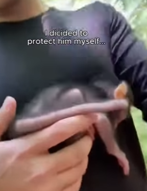 F1004006 saw mother monkey hurting her baby abd couldn stand by (Part 2)