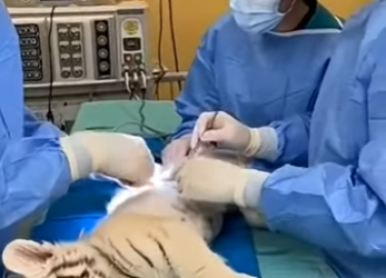 F1004011 rescued poor tigers cub an arrow (Part 2)