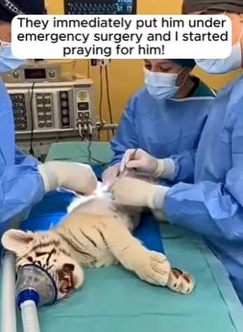 F1004011 rescued poor tigers cub an arrow (Part 2)
