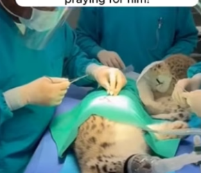 F1004012 snow leopard cub gets saved (Part 2)