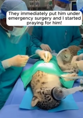 F1004012 snow leopard cub gets saved (Part 2)