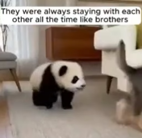 F1004010 cute panda came in my door step! (Part 2)