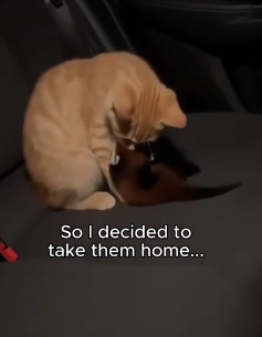 F1004007 kitten walked up to me while was grocery shopping (Part 2)