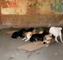 K0904005 Hero Dog Saves Kitten Wolf Reunites Family! (Part 2)