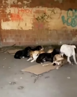 K0904005 Hero Dog Saves Kitten Wolf Reunites Family! (Part 2)