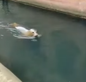 P1004003 We Found A Baby Seal in the City Canals But Then…(Part 2)