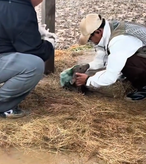 D0804004 spotted doe ran off immediately after giving birth to fawn (Part 2)