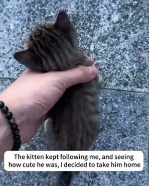 D0604009 kitten kept following me, seeing how cute he was (Part 2)