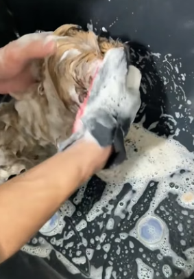 D0804006 saw an abandoned puppy running towardsme in middle of street (Part 2)