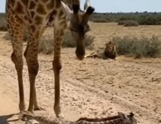 P1004001 Newborn Baby Giraffe Drops and Hits the Ground With a Lion Watching (Part 2)