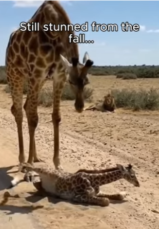 P1004001 Newborn Baby Giraffe Drops and Hits the Ground With a Lion Watching (Part 2)