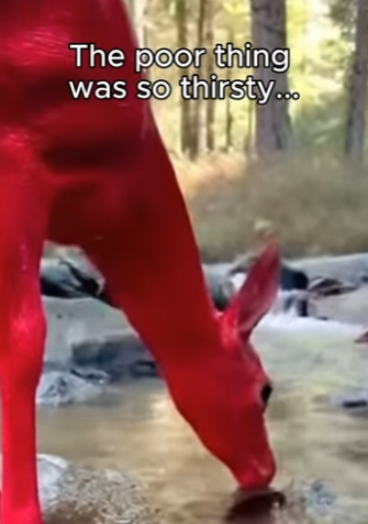 P1004006 Baby Deer Covered in Red Paint Running Through Forest (Part 2)