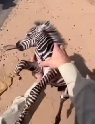 P1004008 Zebra Giving Birth on the Road… Hyena Watching (Part 2)