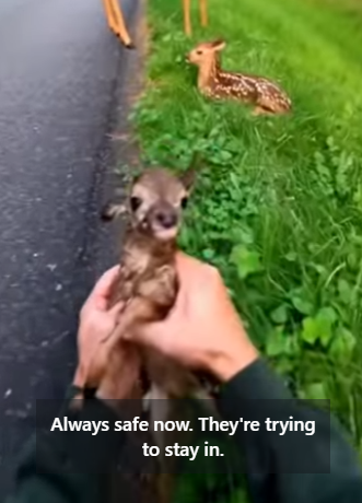 P1004007 Deer Giving Birth in the Middle of the Road… (Part 2)