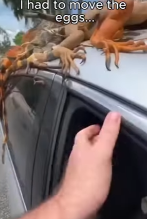 P1004002 Walked to My Car and Found an Army of Iguanas Than… (Part 2)