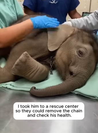 P1004009 A baby elephant escaped from a truck (Part 2)