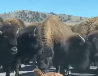 P1004005 Baby Bison Born on the Road in Yellowstone (Part 2)